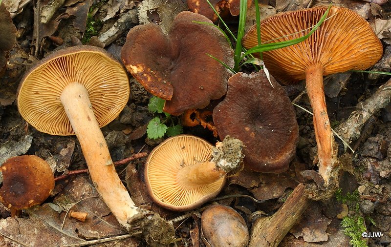 Lactarius subumbonatus